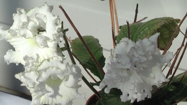 Стрептокарпус DS-1308 смотреть онлайн