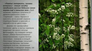 Познавательное развитие на тему «Сирень  и черёмуха»