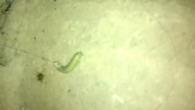 Паук против гусеницы смотреть онлайн