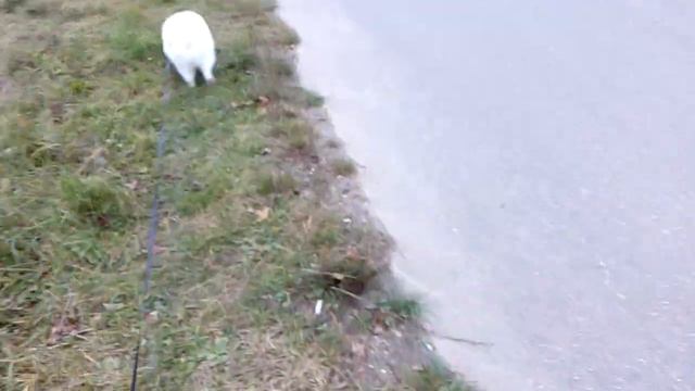Гуляю с собакой 2часть смотреть онлайн