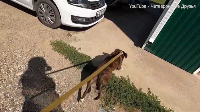 Что я обнаружила в канаве?Не могли разжать пасть, обе в крови и меня укусили, едем в клинику. смотреть онлайн