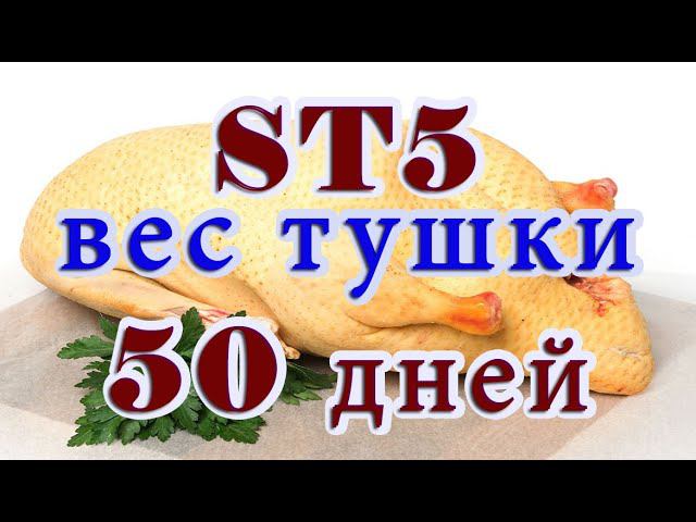 Утка ст5, взвешивание в 50 дней тушкой и живой вес. смотреть онлайн
