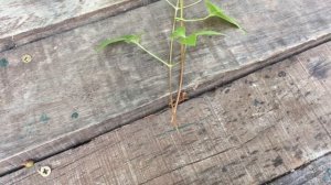 ЧТО ДЕЛАТЬ если клематис не растет?  ЛЕТНЕЕ ЧЕРЕНКОВАНИЕ клематисов, пересадка, обрезка .