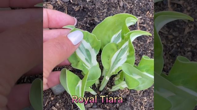 Хоста Роял Тиара ( Hosta Royal Tiara )Хосты в саду 2020 . Hosta garden tour 2020 смотреть онлайн