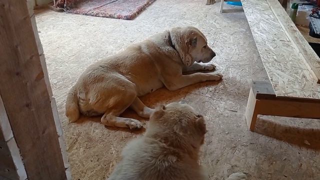 Алабаевка. Эххх