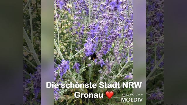 #Gronau #nrw смотреть онлайн