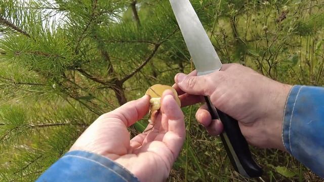 ГРИБЫ - УРА! СОБИРАЕМ ГРИБЫ, ГРИБНОЙ СЕЗОН ОТКРЫТ/ЖИВУ на СЕЛЕ*СЕЛЯНИН смотреть онлайн
