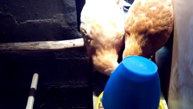 Курятник в сарае смотреть онлайн