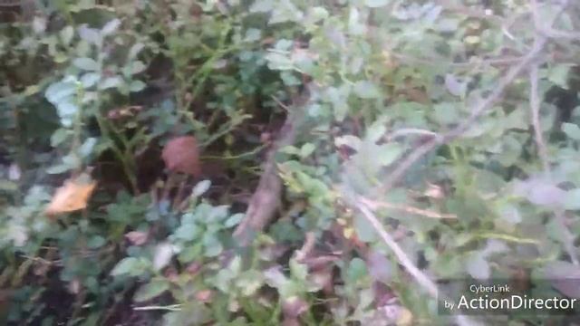Брусника на змеином болоте - слой белых ушел смотреть онлайн
