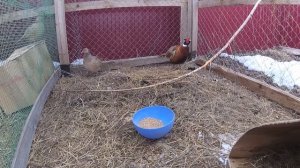 Как кричит фазан // Охотничий фазан // Нескучная жизнь в деревне