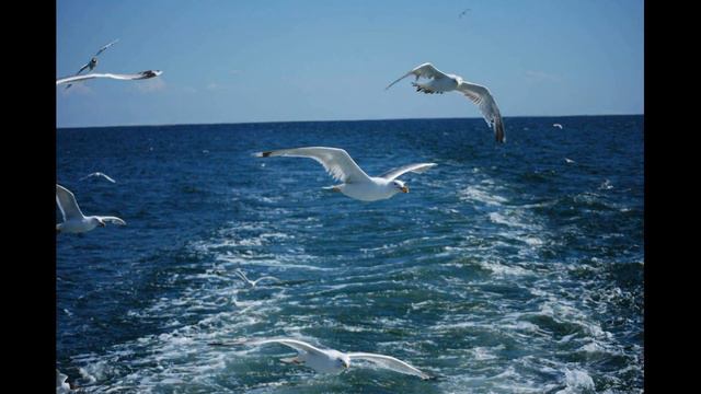 Новороссийск — ты мой любимый город смотреть онлайн