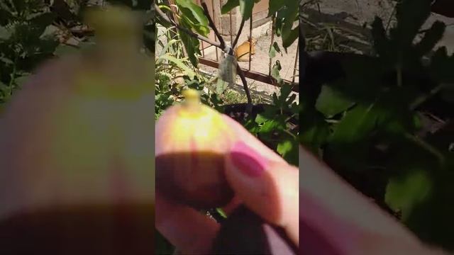 Инжир под условным названием " Черный голландец" смотреть онлайн