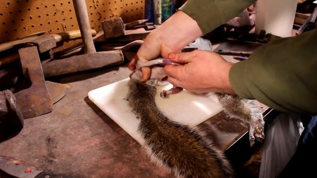 Squirrel Hunting - How To Catch, Clean & Cook Squirrel (Awesome Squirrel Recipe)