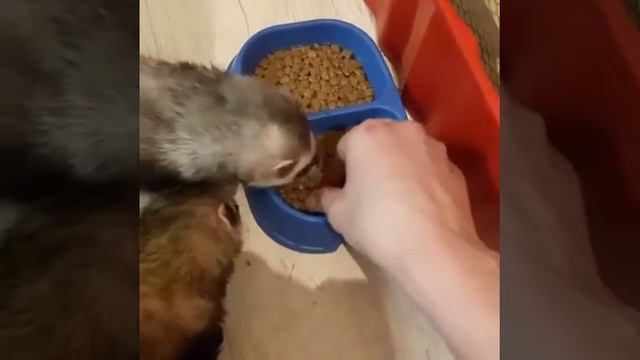 Хорьки домашние кушают. смотреть онлайн