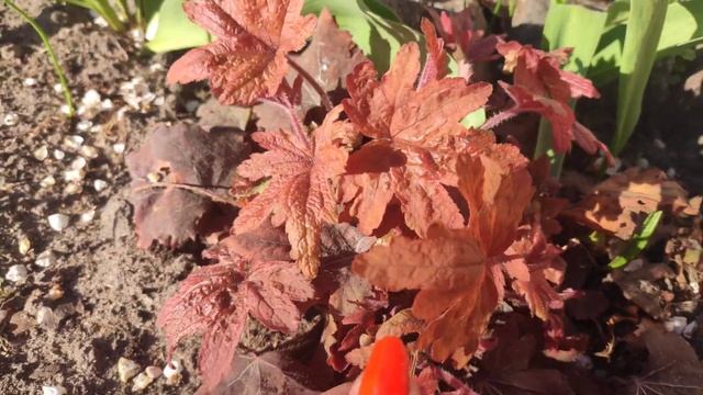 Гейхерелла сорт Sweet tea весной смотреть онлайн