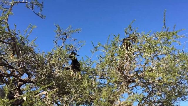 Козы на деревьях смотреть онлайн