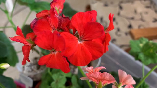 Цветение сортовых 🪴и семенных пеларгоний🌺. смотреть онлайн