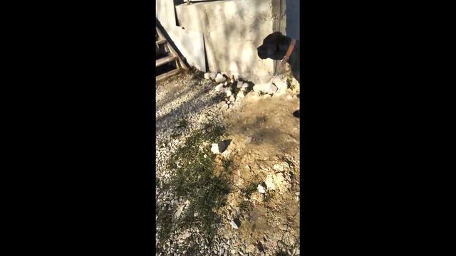 Знакомство с собакой*Кане-корсо* смотреть онлайн