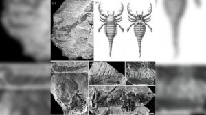Древнейший ископаемый ракоскорпион обнаружен в Китае