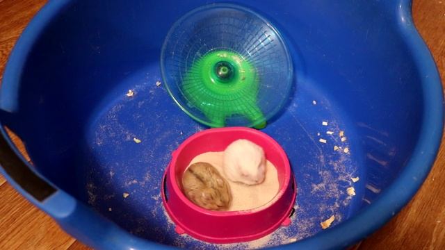 ХОМЯЧКИ КЭМПБЕЛЛА / ОТВЕТЫ НА ВОПРОСЫ смотреть онлайн