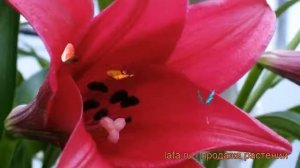 Лилия лонгифлорум Мияби ? лонгифлорум лилия Мияби обзор: как сажать, луковицы лилии Мияби