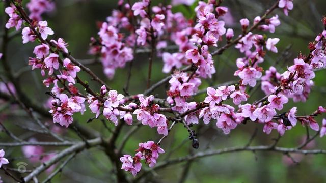 Sounds Of Spring Birds Singing In The Morning, Gentle Birdsong, 8 Hours