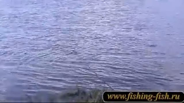 Ловля уклейки в мае.Река Сива, приток Камы. смотреть онлайн