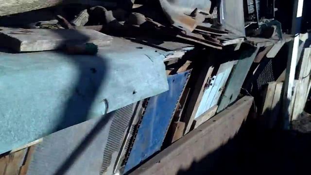 Вьетнамские свиньи беременные смотреть онлайн