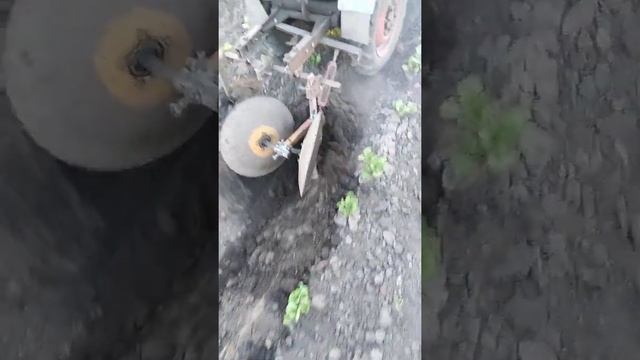 Окучивание картофеля дисками смотреть онлайн