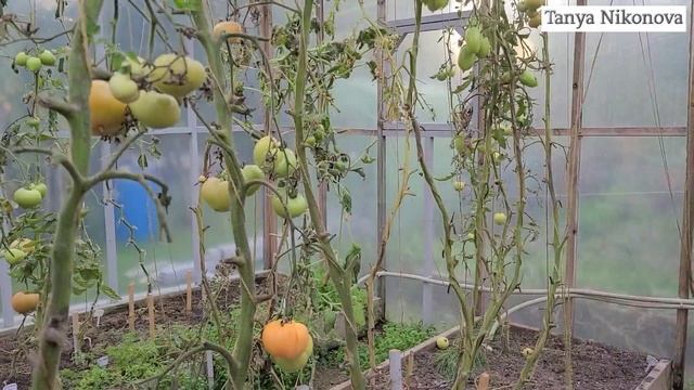 Работы на огороде ГЛУБОКОЙ ОСЕНЬЮ. смотреть онлайн