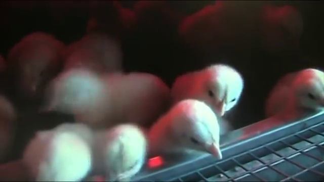 Выращивание бройлерных цыплят. Ошибки и разочарования птицеводов//Секреты хороших урожаев. смотреть онлайн