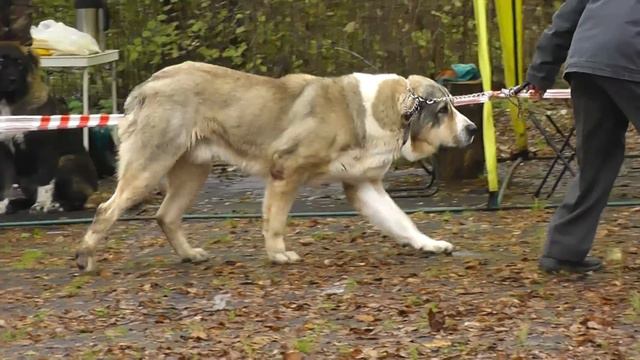 Монопородная выставка САО в г. Александров (13.10.12) смотреть онлайн
