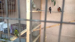 Певчие птицы в вольере