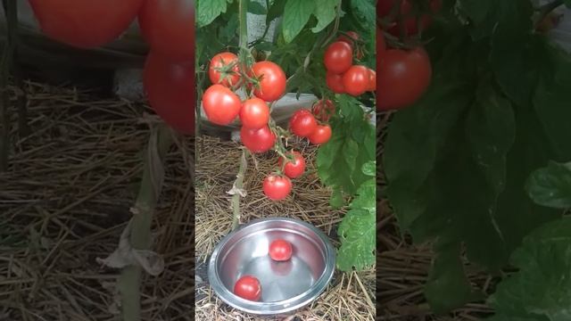 Томат Санька #томаты смотреть онлайн