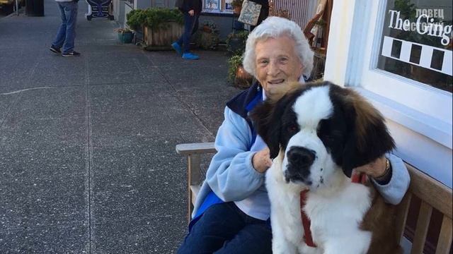 93-летняя женщина грустила в одиночестве, пока в ее окно не постучал огромный сенбернар смотреть онлайн