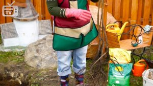 Посадка вишни весной ✅ саженцы вишни в  плодовый сад.