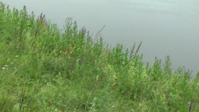 Д.Степанович Утешение 1 Ст. Максима Великанова Евгения Малеева Дмитрий Степанович (пение) Ю Лотова