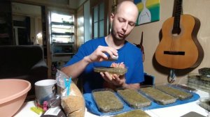 Как правильно выращивать микрозелень базилика | Пошаговая инструкция | Полезная Травка ?