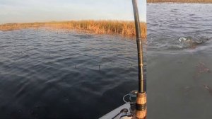 Щука предпочитает снасточку из мертвой рыбки