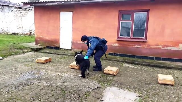 Тренировка служебных собак в в/ч 3039 г. Николаева смотреть онлайн