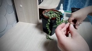 Крестовник Роули#100% способ черенкования# Размножение