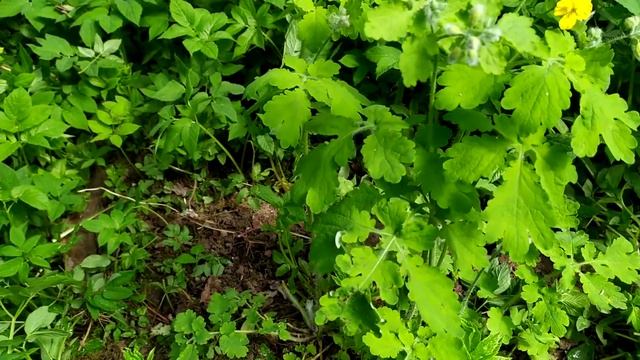 Волшебное растение Чистотел поможет вам быстро заживить царапины и раны на коже! смотреть онлайн