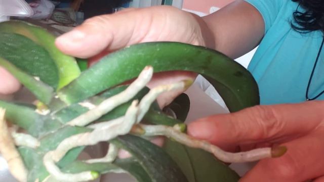 Es milagroso !!! hasta tus orquideas se ponen bellas. смотреть онлайн