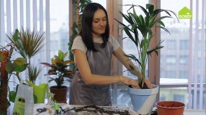 ХОВЕЯ. Как правильно ухаживать и пересадить / Советы цветоводам