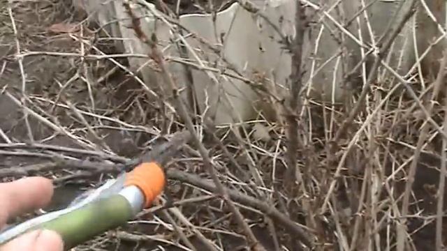 Обрезка крыжовника весной смотреть онлайн