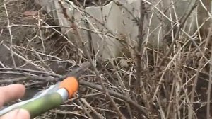 Обрезка крыжовника весной