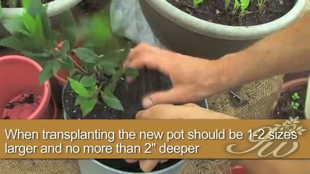 Transplanting A Bay Leaf смотреть онлайн