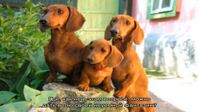 Клички собак мальчиков маленьких пород смотреть онлайн