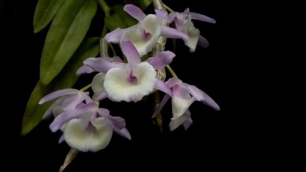 Dendrobium primulinum