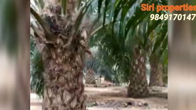 11 Acres palm oil farm land for sale смотреть онлайн